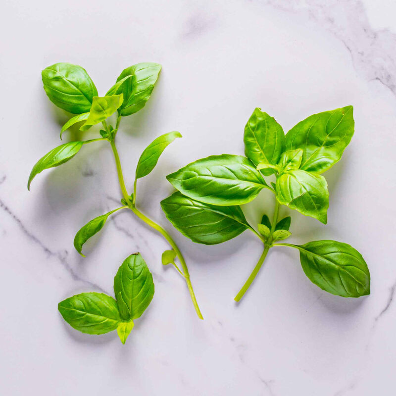 Pesto Basil Seed Pod Kit image number null