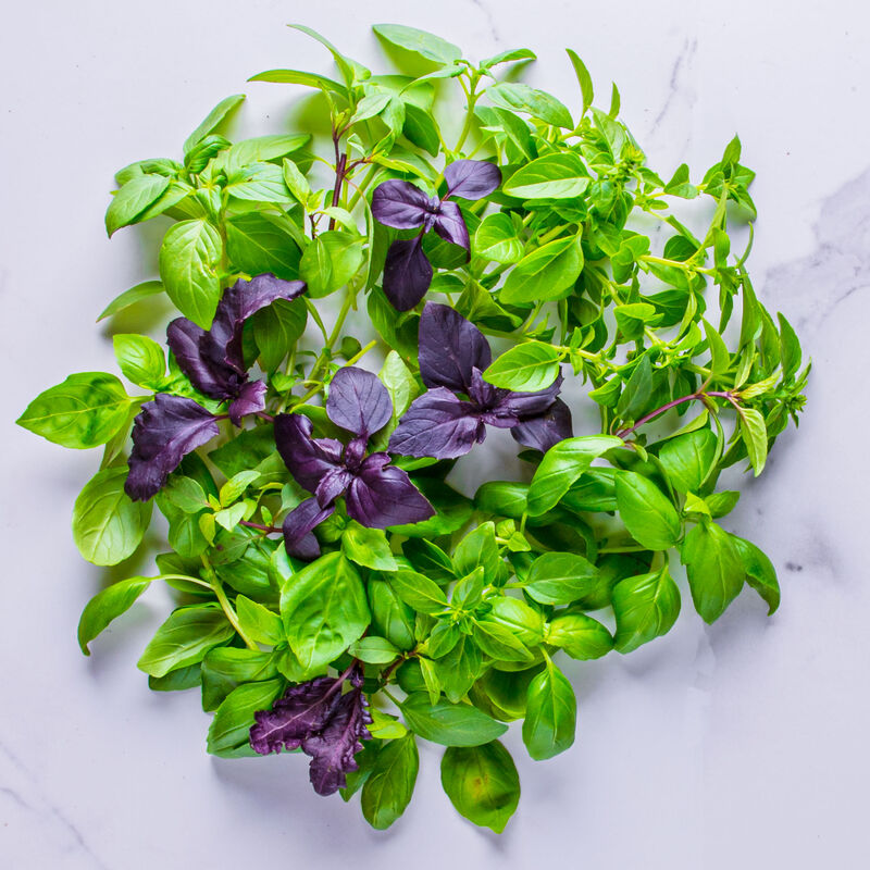 International Basil Seed Pod Kit image number null