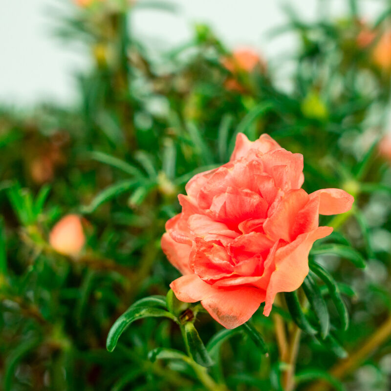 Moss Rose Seed Pod Kit image number null