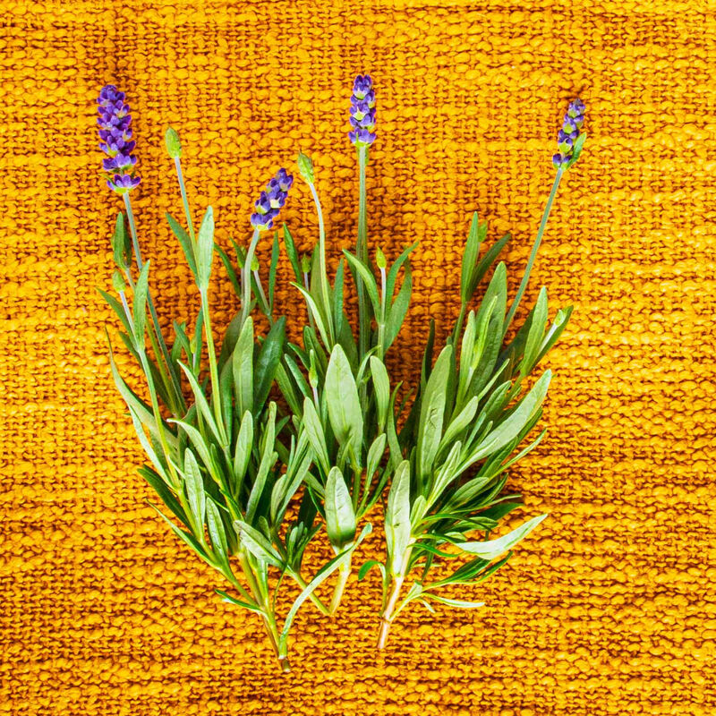 Lots of Lavender Seed Pod Kit image number null