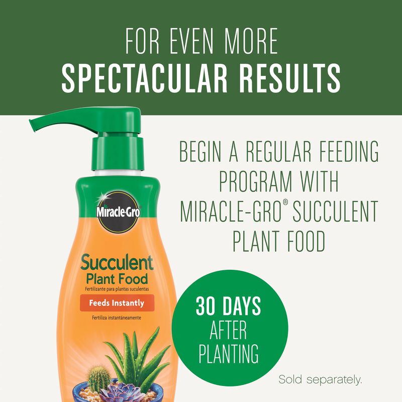 Miracle-Gro® Succulent Potting Mix image number null