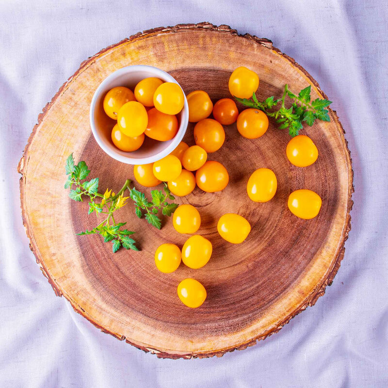 Golden Harvest Cherry Tomato Seed Pod Kit image number null