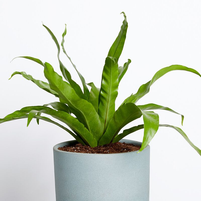 Bird's Nest Fern image number null