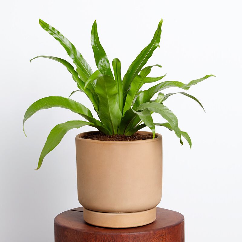 Bird's Nest Fern image number null