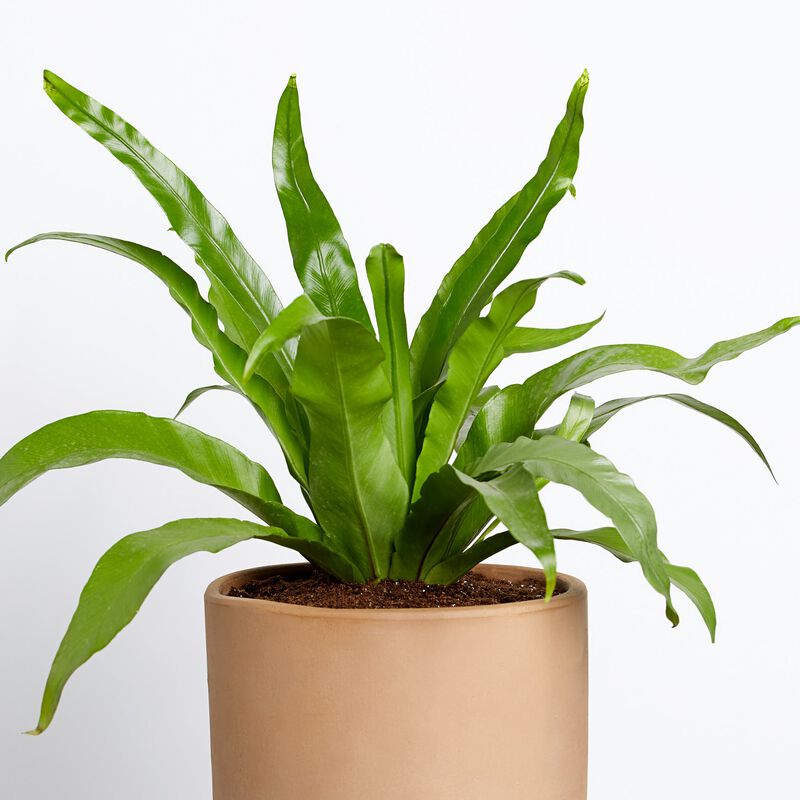 Bird's Nest Fern image number null