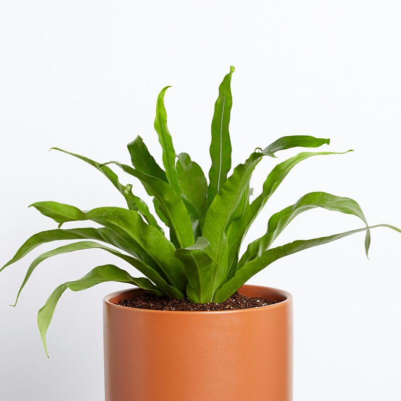 Bird's Nest Fern image number null