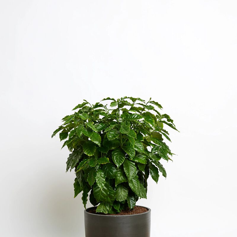 Coffee Plant image number null